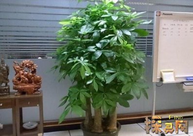 家里再窮也要養這3種花，發財樹和富貴竹伴你發財
