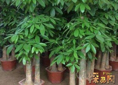 家里再窮也要養這3種花，發財樹和富貴竹伴你發財