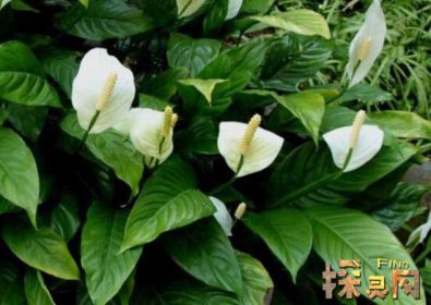 家里再窮也要養這3種花，發財樹和富貴竹伴你發財